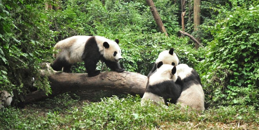 See Pandas in China