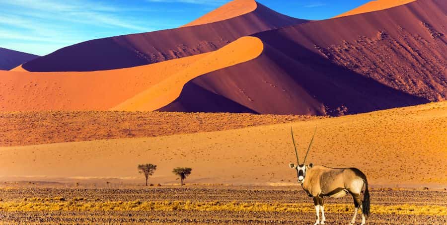 Guided tour of Namib Desert