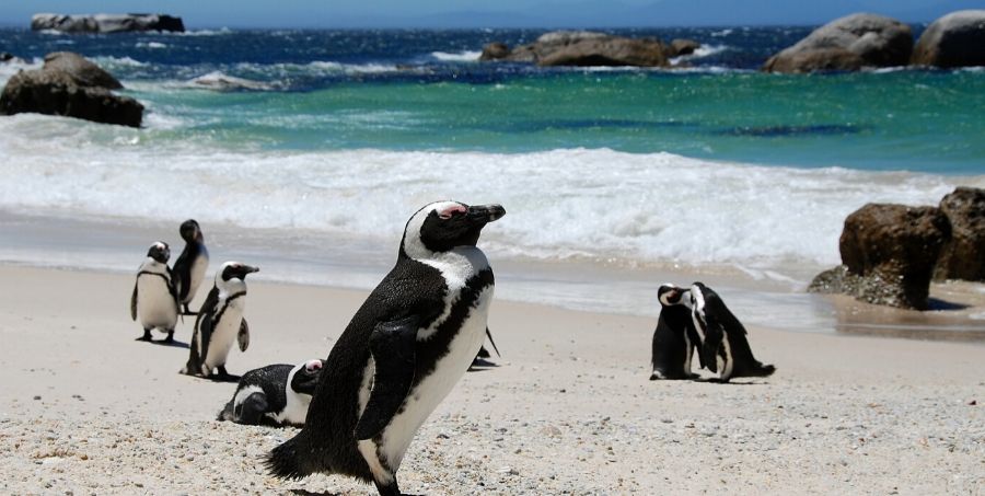 See African Penguins on Cape Point