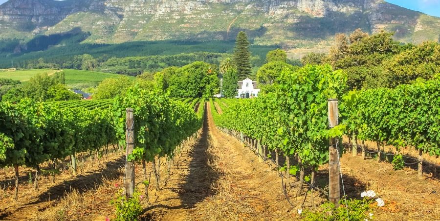 Wine tasting in South Africa