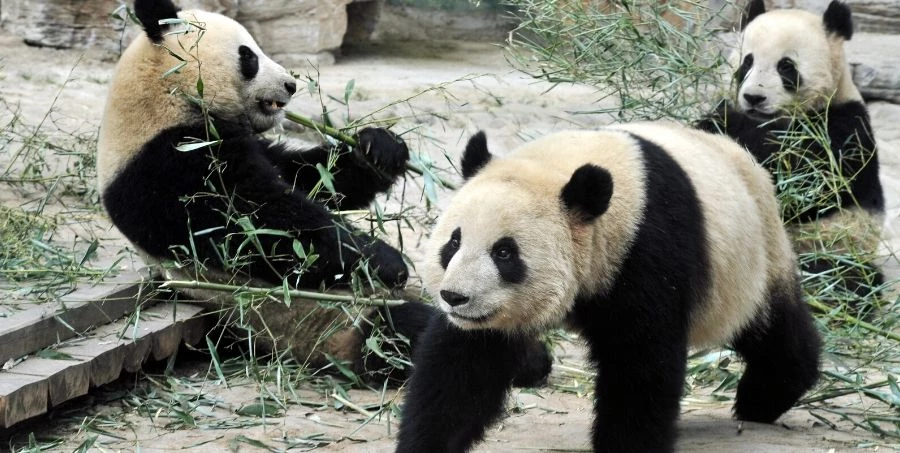 Best places to see pandas in China
