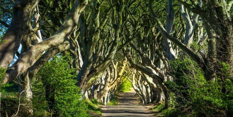 See the dark hedges in Northern Ireland
