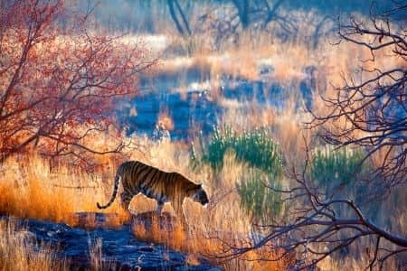 India's Golden Triangle including Ranthambore National Park