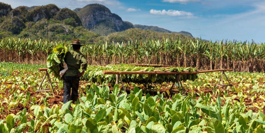 Guided tour of Tobacco plantation in Cuba