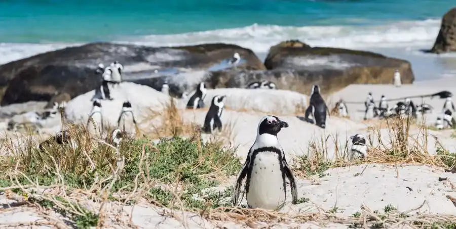 See penguins at Boulders Beach on South Africa tour